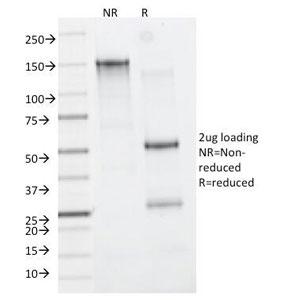 NSJ Bioreagents CD11b Antibody SKU: V2161 package