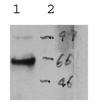 US Biological Rabbit Anti-rat Perforin polyclonal antibody SKU:138214 package