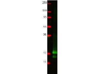 US Biological Rabbit Anti-chicken Interferon-G polyclonal antibody SKU:168309 package
