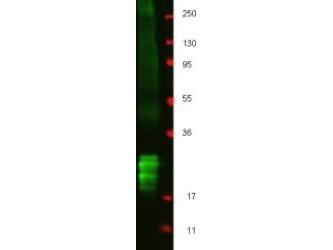 US Biological Rabbit Anti-porcine IFN-B polyclonal antibody SKU:168254 package